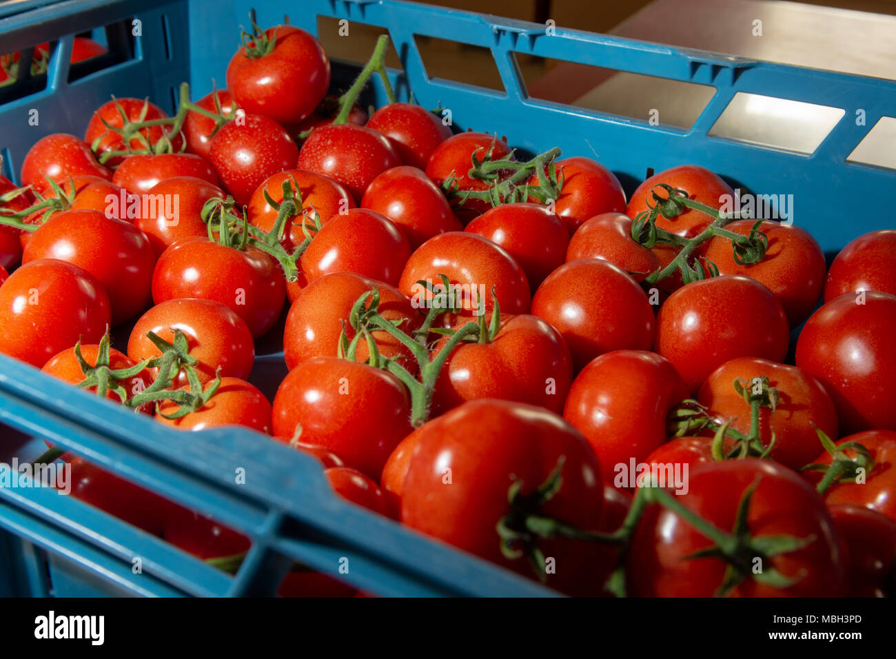 La línea de selección y embalaje de frescos tomates rojos maduros de la vid  en invernaderos holandeses, agricultura bio Fotografía de stock - Alamy