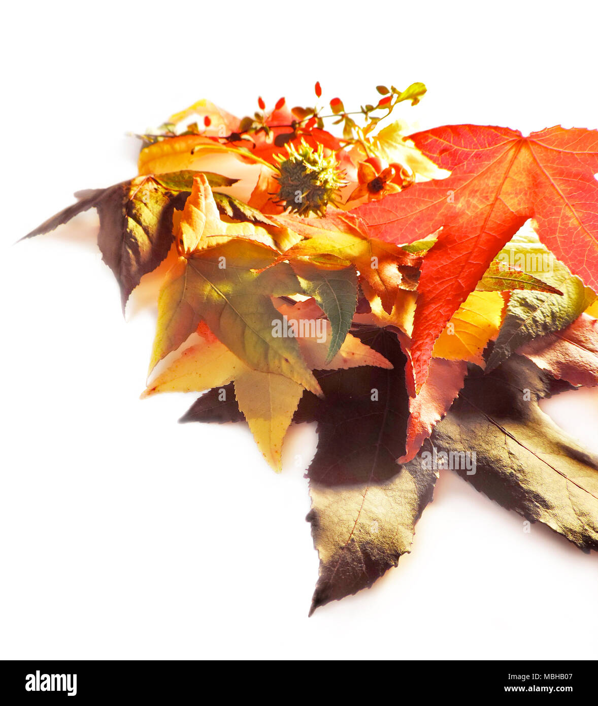 Hojas de otoño o el otoño follaje, hojas aisladas sobre fondo blanco. Hojas de Otoño, aislado en blanco con espacio de copia. Foto de stock