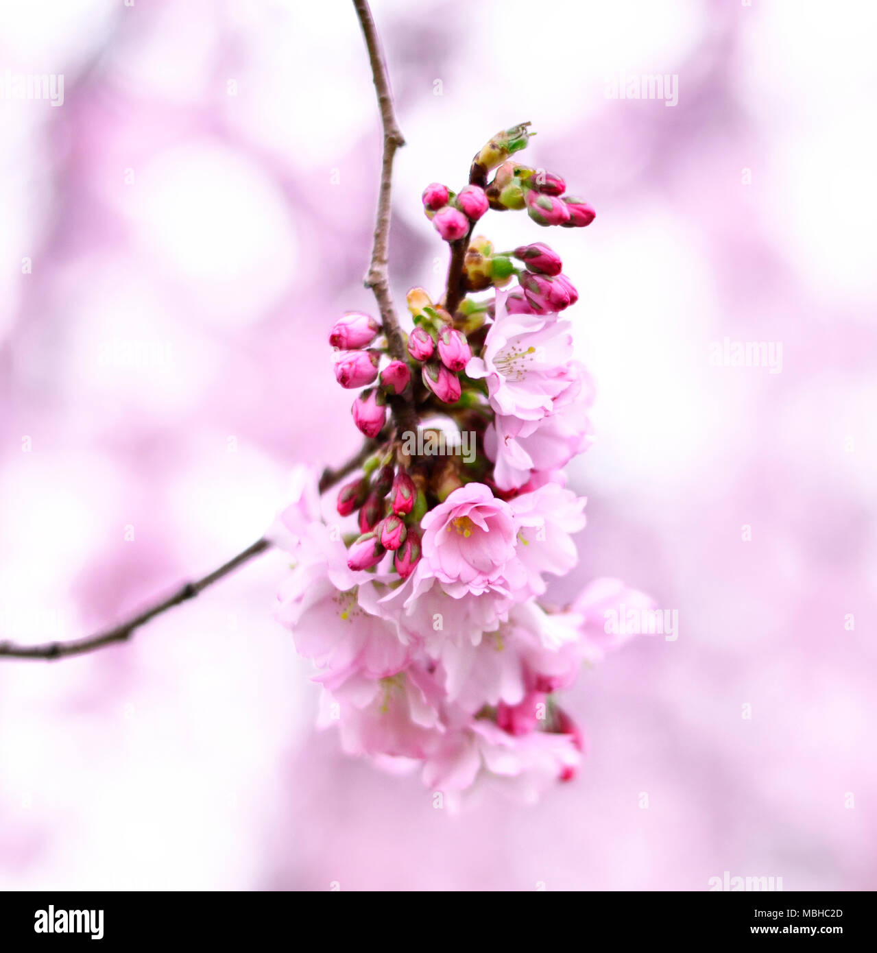 Flor de Cerezo con luz de fondo suave y copie el espacio. Rosa romántico flores de cerezo, flor de cerezo o rama. Foto de stock