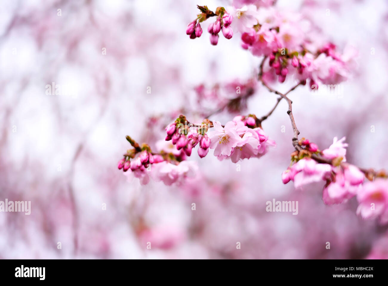 Flor de Cerezo con luz de fondo suave y copie el espacio. Rosa romántico flores de cerezo, flor de cerezo o rama. Foto de stock