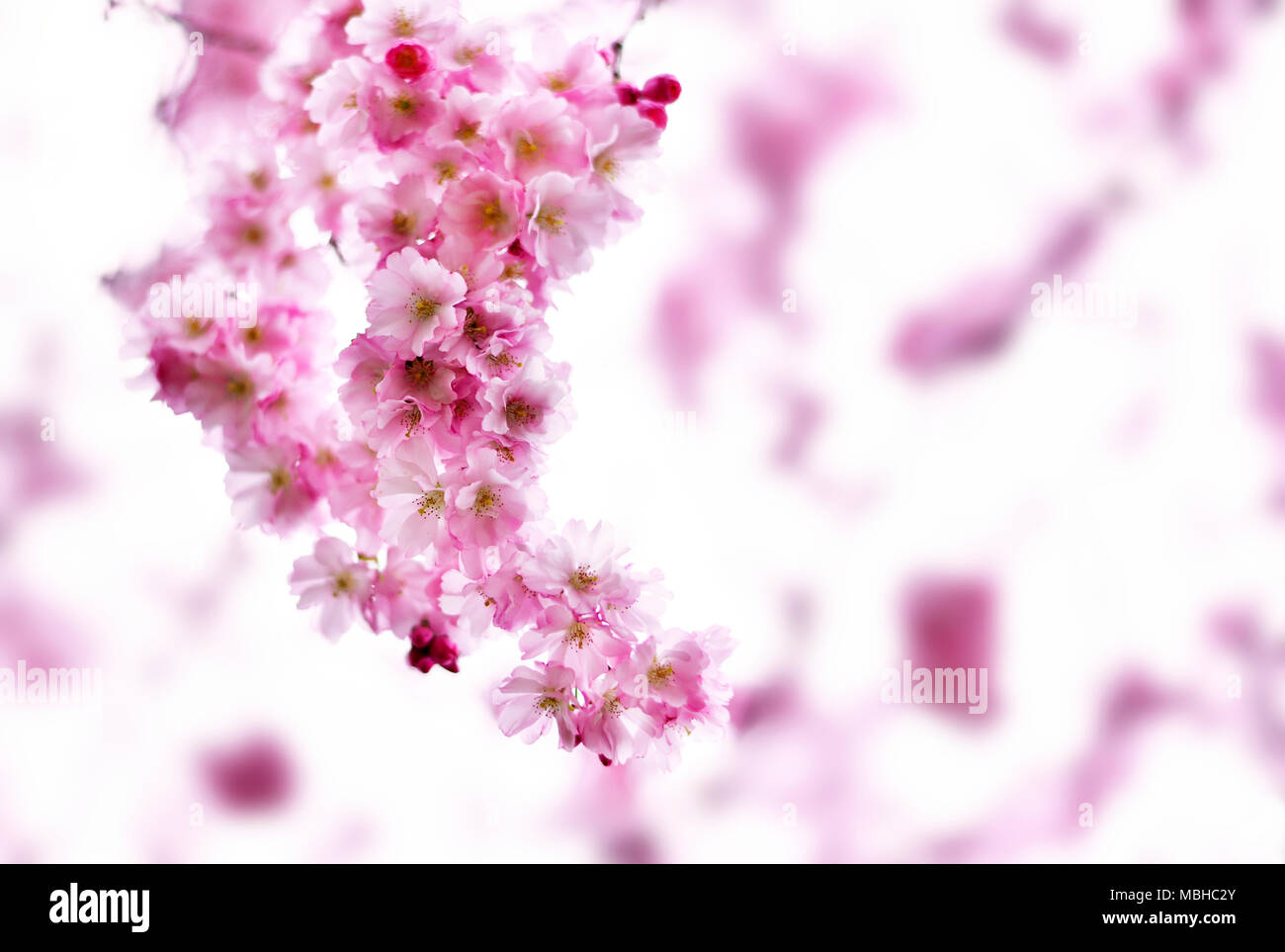 Flor de Cerezo con luz de fondo suave y copie el espacio. Rosa romántico flores de cerezo, flor de cerezo o rama. Foto de stock