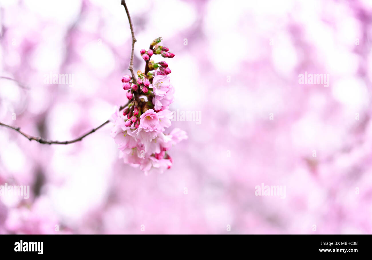 Flor de Cerezo con luz de fondo suave y copie el espacio. Rosa romántico flores de cerezo, flor de cerezo o rama. Foto de stock