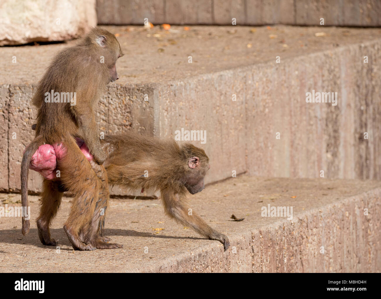 monos-babuinos-en-el-zoo-de-madrid-espana-en-un-dia-soleado-mbhd4h.jpg