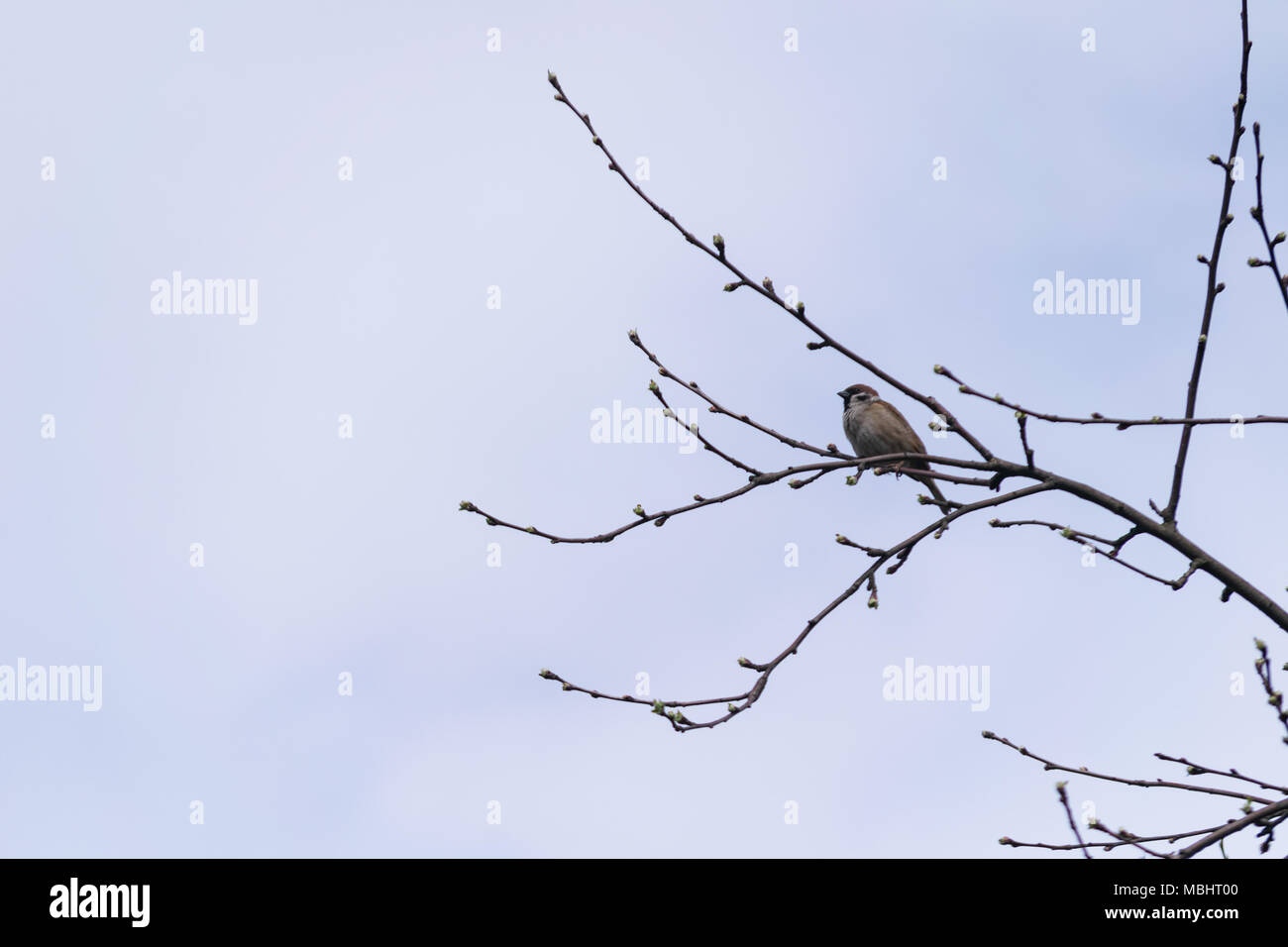 Polonia, Głębowice, 11 Abr 2018. Gorrión doméstico (Passer domesticus). El gorrión en Polonia la población se estima en 5,7 - 6,9 millones de pares. Representa casi 4 partes de la población europea. En los años 80 del siglo anterior, era 3 veces más que hoy. 20 de marzo celebramos el Día Internacional de Sparrow. Crédito: w124merc / Alamy Live News Foto de stock