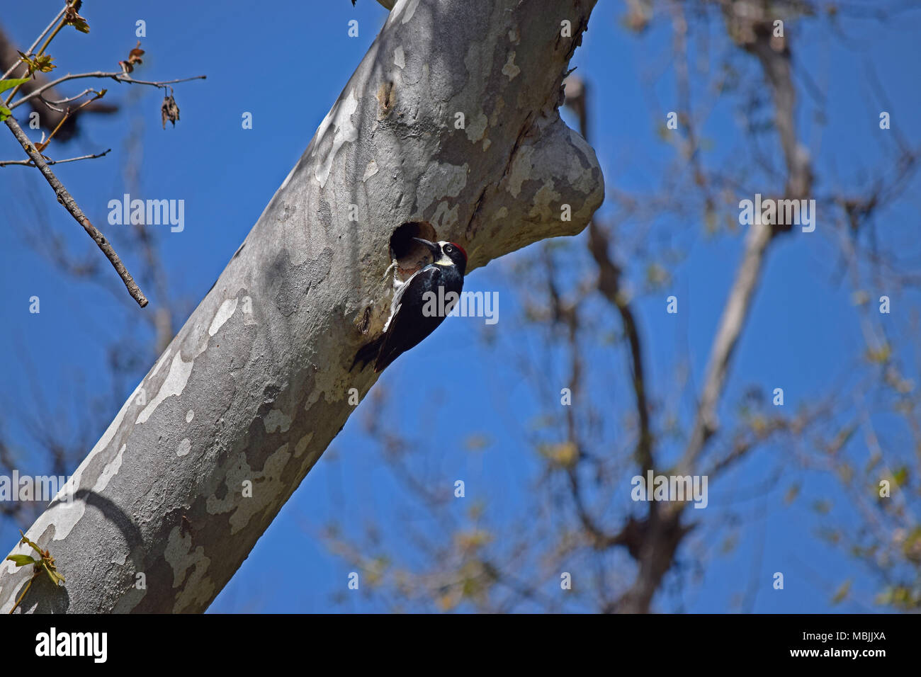 Acorn woodpecker en su nido en el agujero de un árbol. Sunol desierto Regional, California Foto de stock