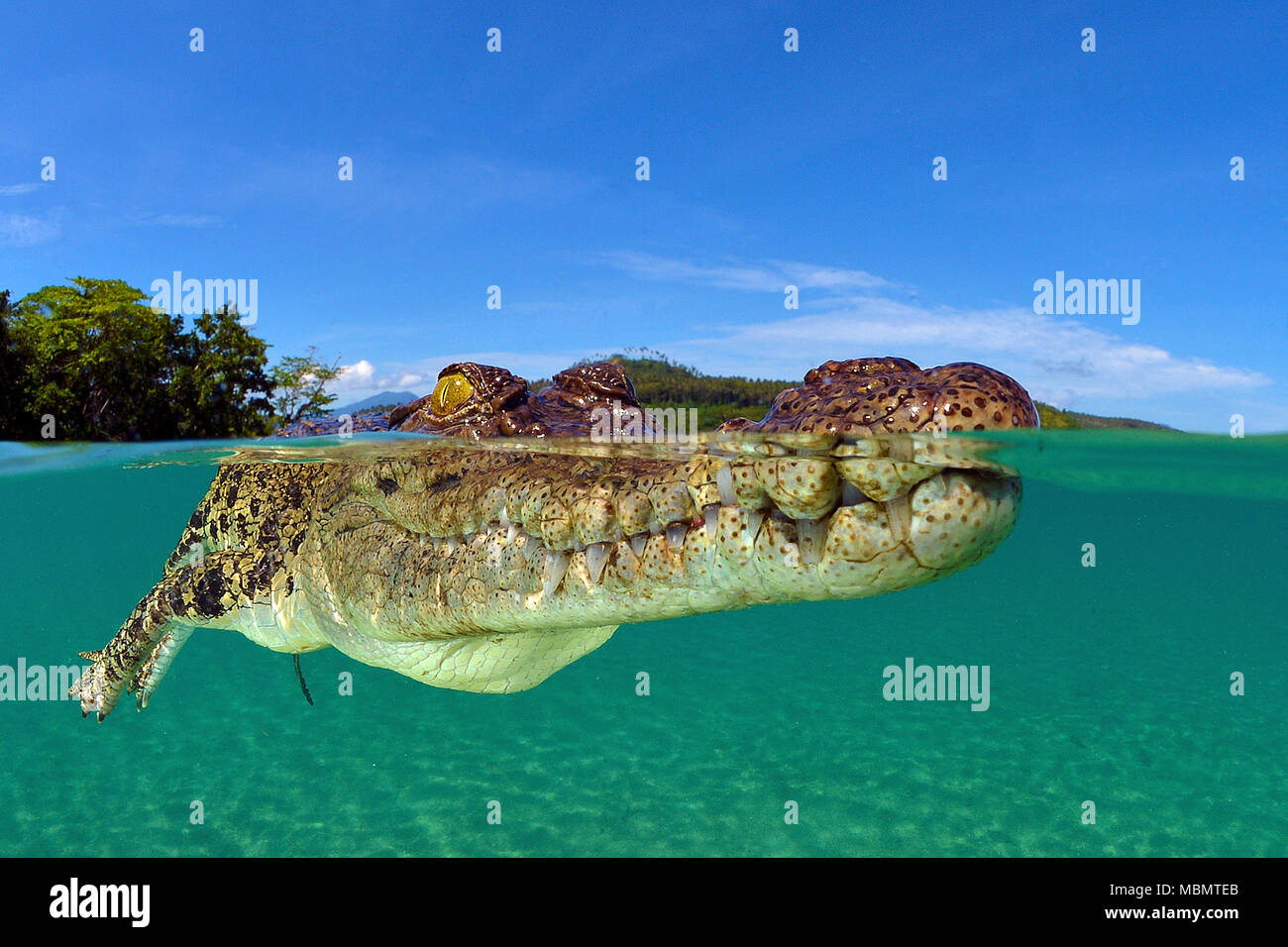 El cocodrilo de agua salada (Crocodylus porosus), el más grande de todos los reptiles vivos, splits, Kimbe Bay, West New Britain, Papua Nueva Guinea Foto de stock