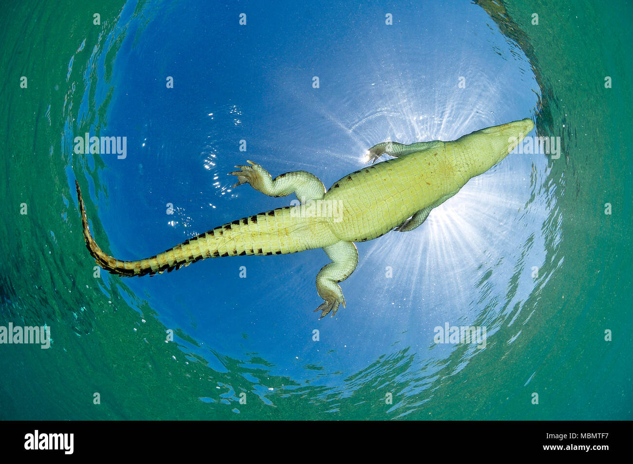 El cocodrilo de agua salada (Crocodylus porosus), el más grande de todos los reptiles vivos, Kimbe Bay, West New Britain, Papua Nueva Guinea Foto de stock