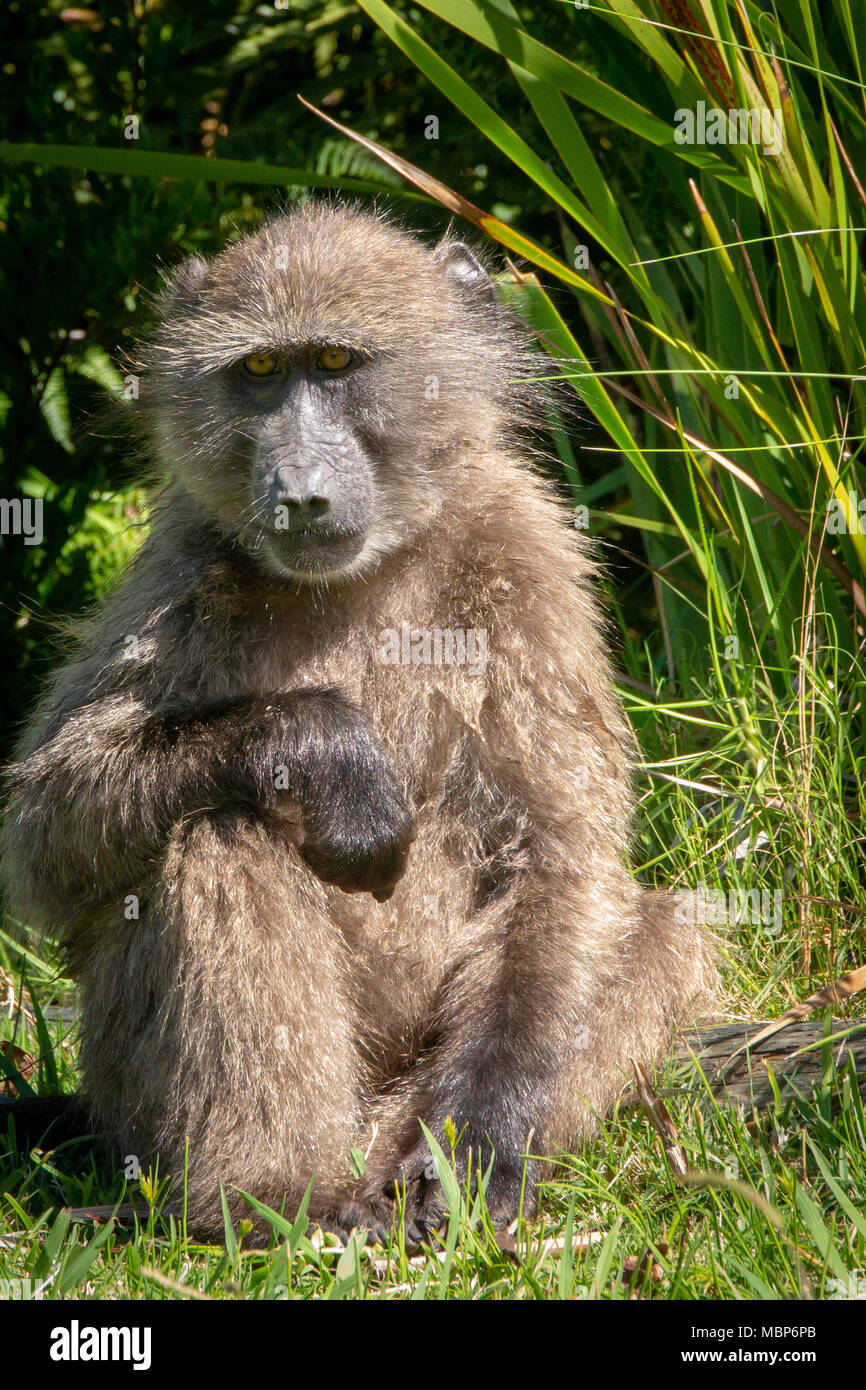 Retrato de un babuino Foto de stock