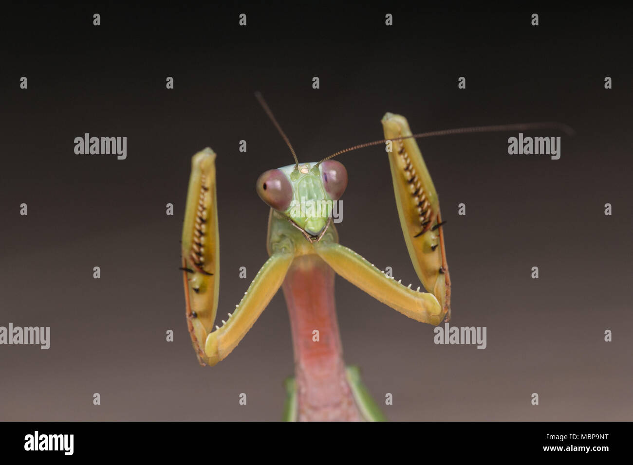 Mantis de Borneo , en primer plano Mantis Foto de stock