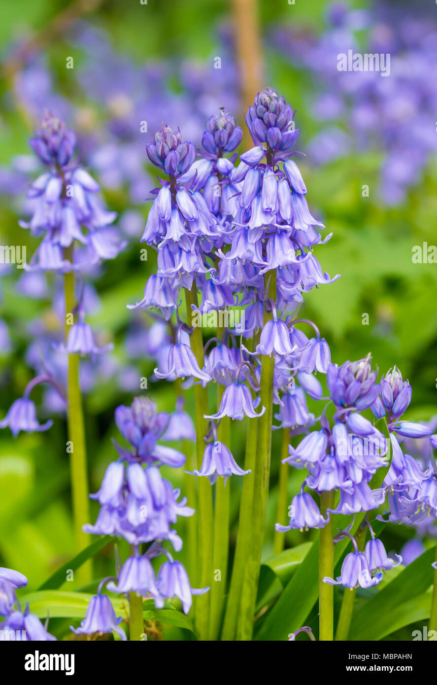 Hyacinthoides x massartiana Bluebell, que es un híbrido de un nativo bluebell y Hyacinthoides hispanica, en primavera en el Reino Unido. Foto de stock