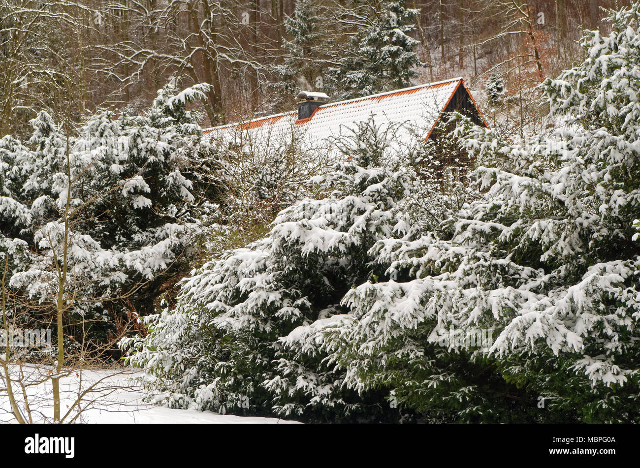Vista panorámica del techo de una casa detrás de los árboles en invierno. Goslar, Alemania Foto de stock