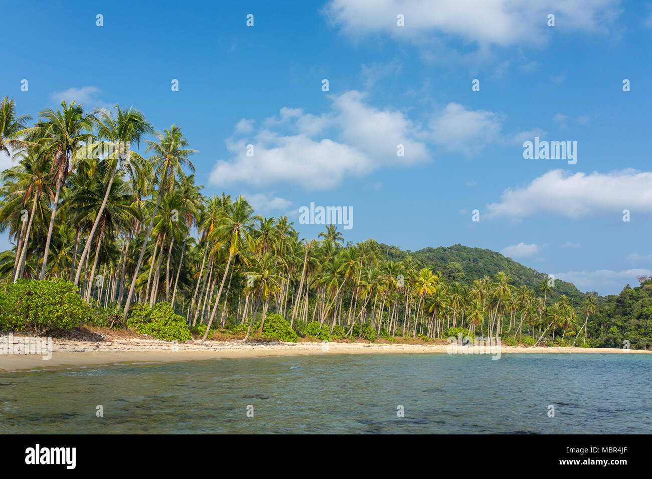 Palmeras en la hermosa playa tropical de la isla de Koh Chang en Tailandia Foto de stock