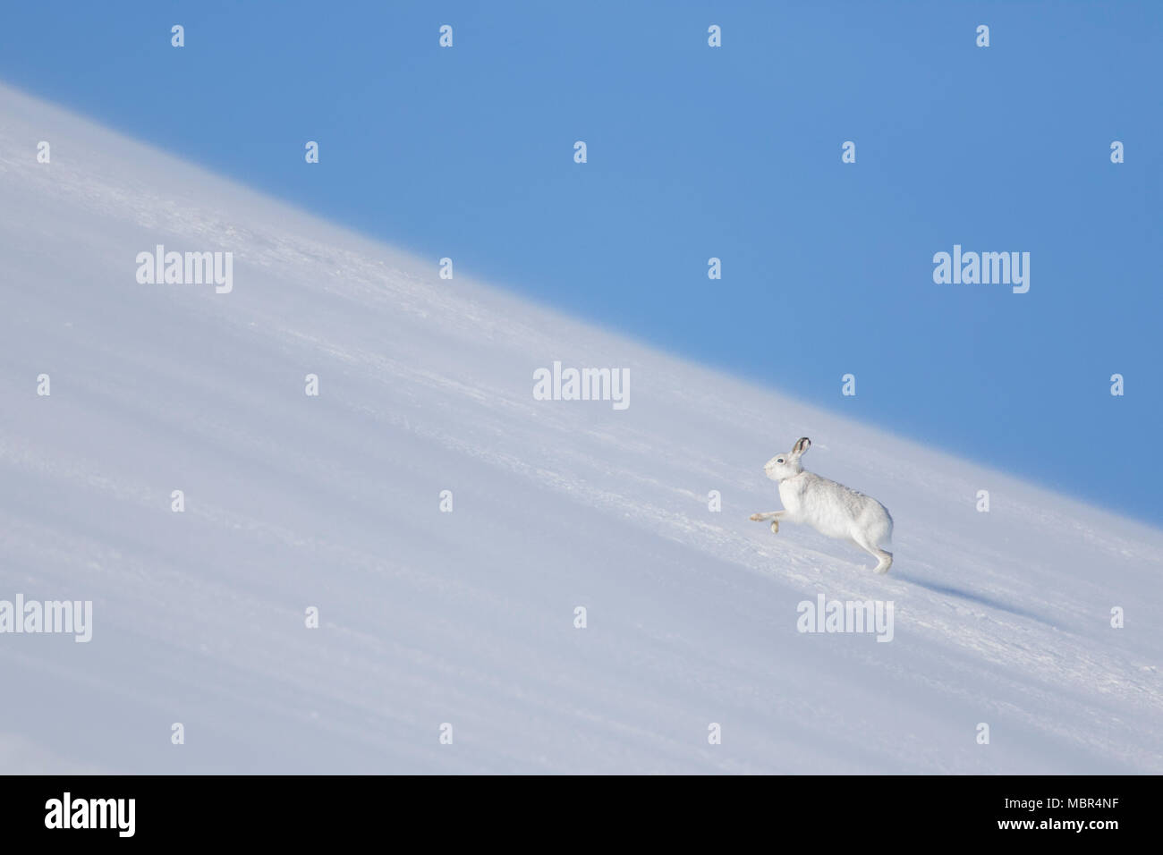 Mountain Hare Hare / nieve / alpino de la liebre (Lepus timidus) en invierno pelaje girando en la nieve cuesta arriba Foto de stock