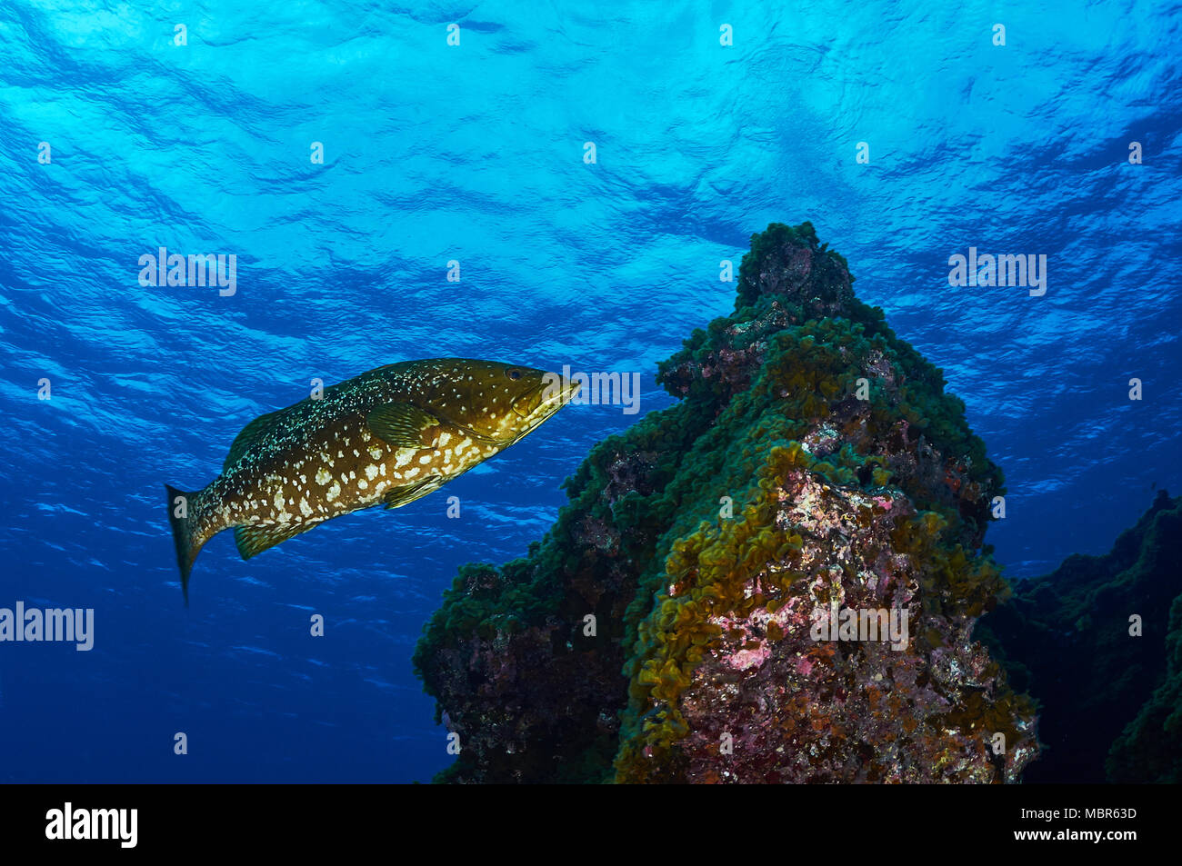 Isla pescado grouper (Mycteroperca fusca) en el Mar de las Calmas (Reserva Marina de El Hierro, Islas Canarias, España) Foto de stock