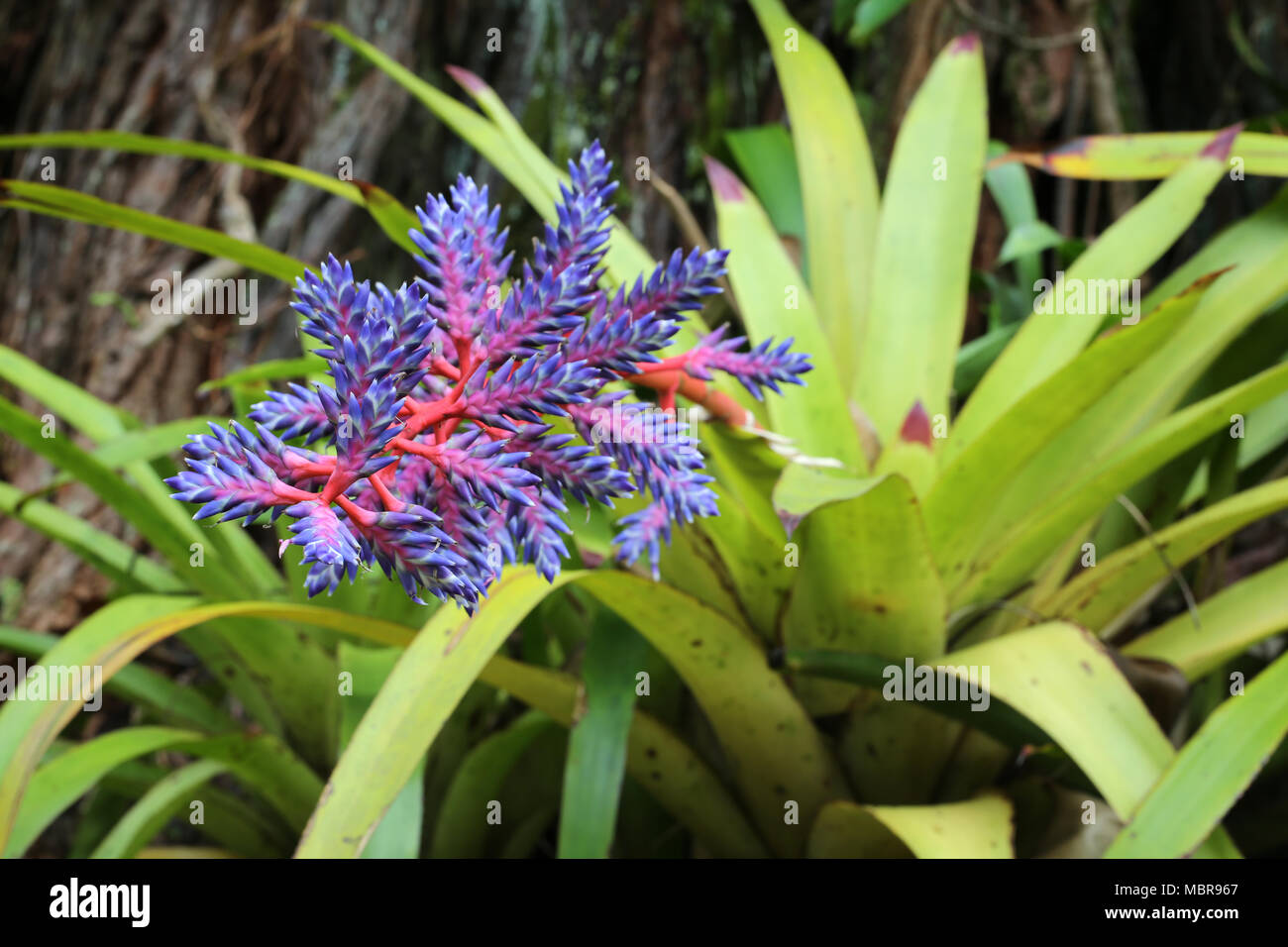 Aechmea Bromelia Tango flor azul Fotografía de stock - Alamy