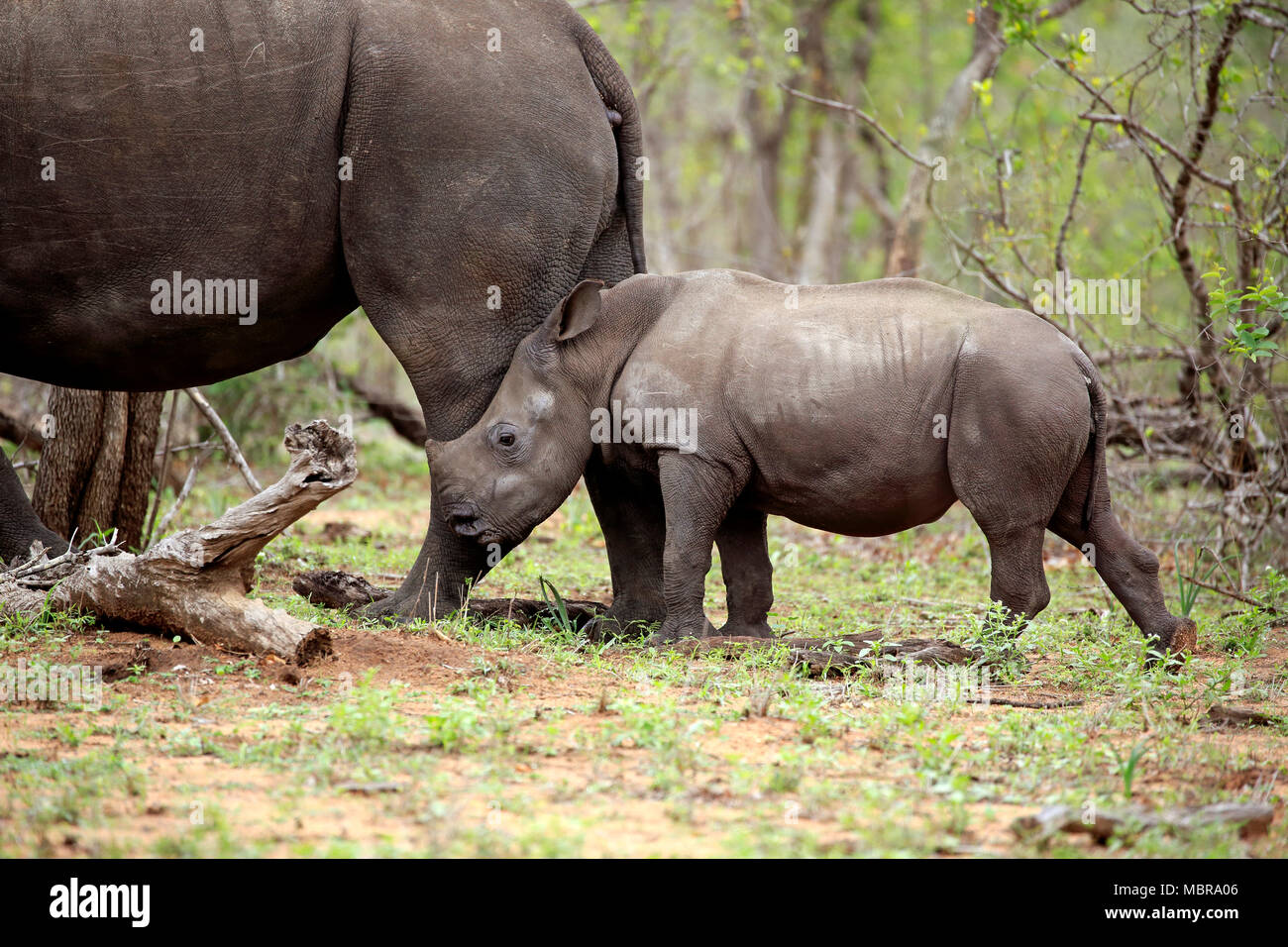 El rinoceronte blanco (Ceratotherium simum), joven animal inclinándose detrás de madre animal, comportamiento social, paquidermos Foto de stock