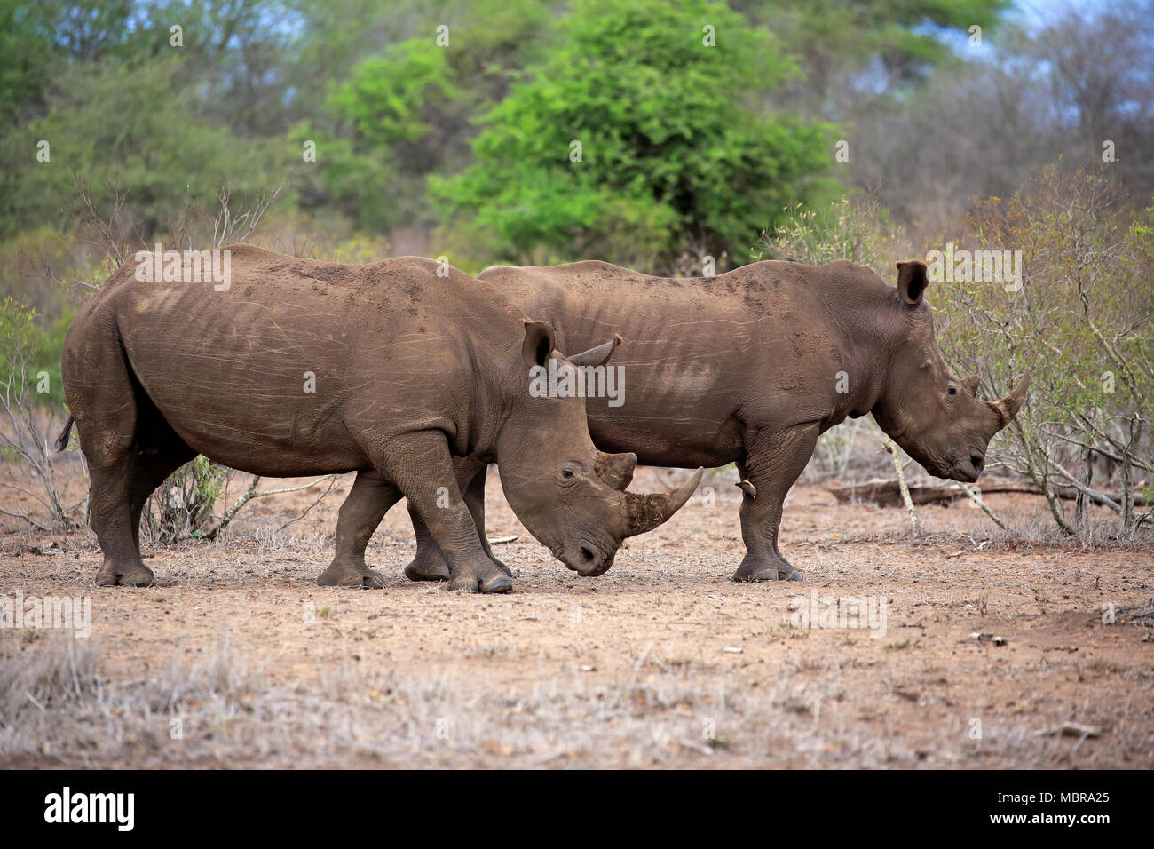 Dos rinoceronte blanco (Ceratotherium simum), adultos, dos varones, paquidermos, el Parque Nacional Kruger, Sudáfrica Foto de stock