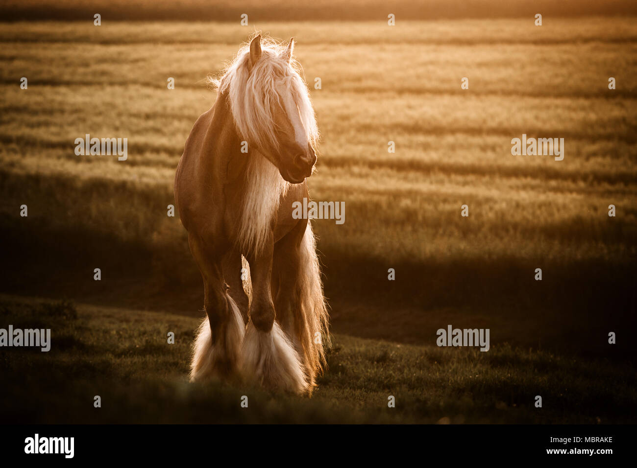 A sangre fría caballo Tinker con larga melena está en contra de la luz sobre un campo, Alemania Foto de stock
