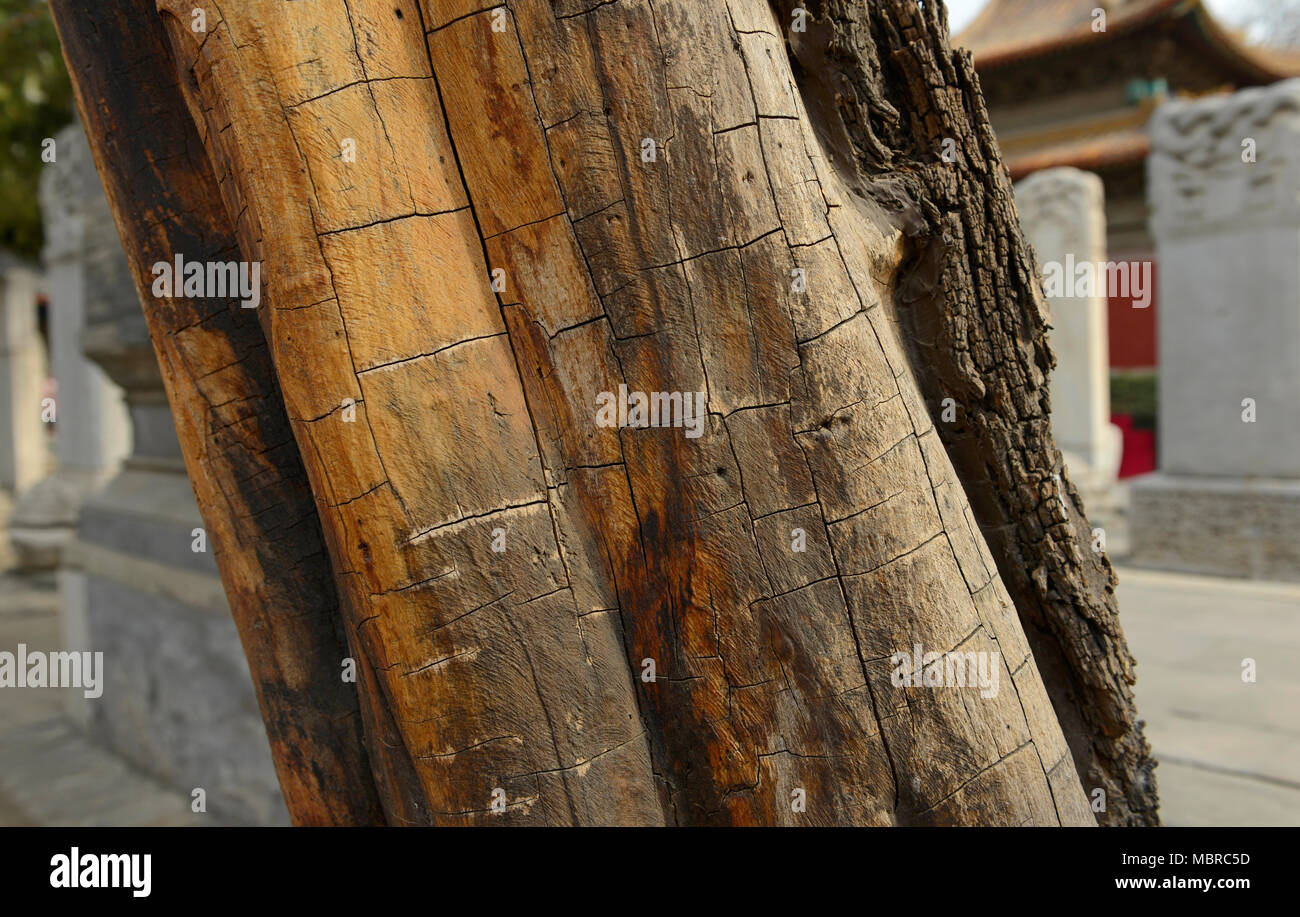 Reticulada tronco de un árbol después de su corteza ha sido eliminado por los visitantes al templo Dongyue oriental en el centro de Pekín, China Foto de stock