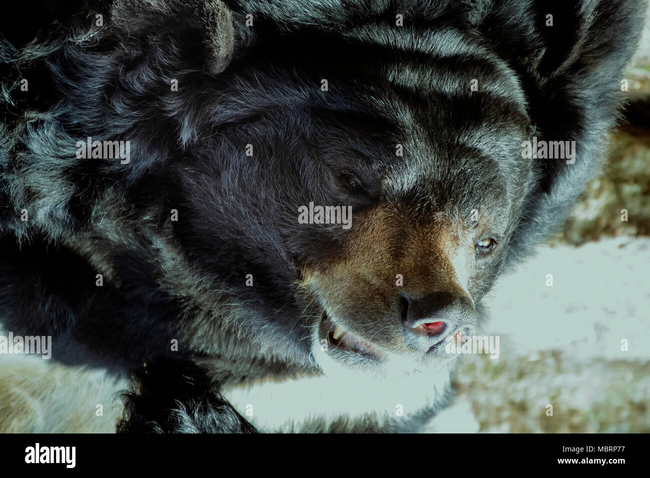 El hocico de un gran oso pardo mal cubierto con capa gruesa close-ups Foto de stock
