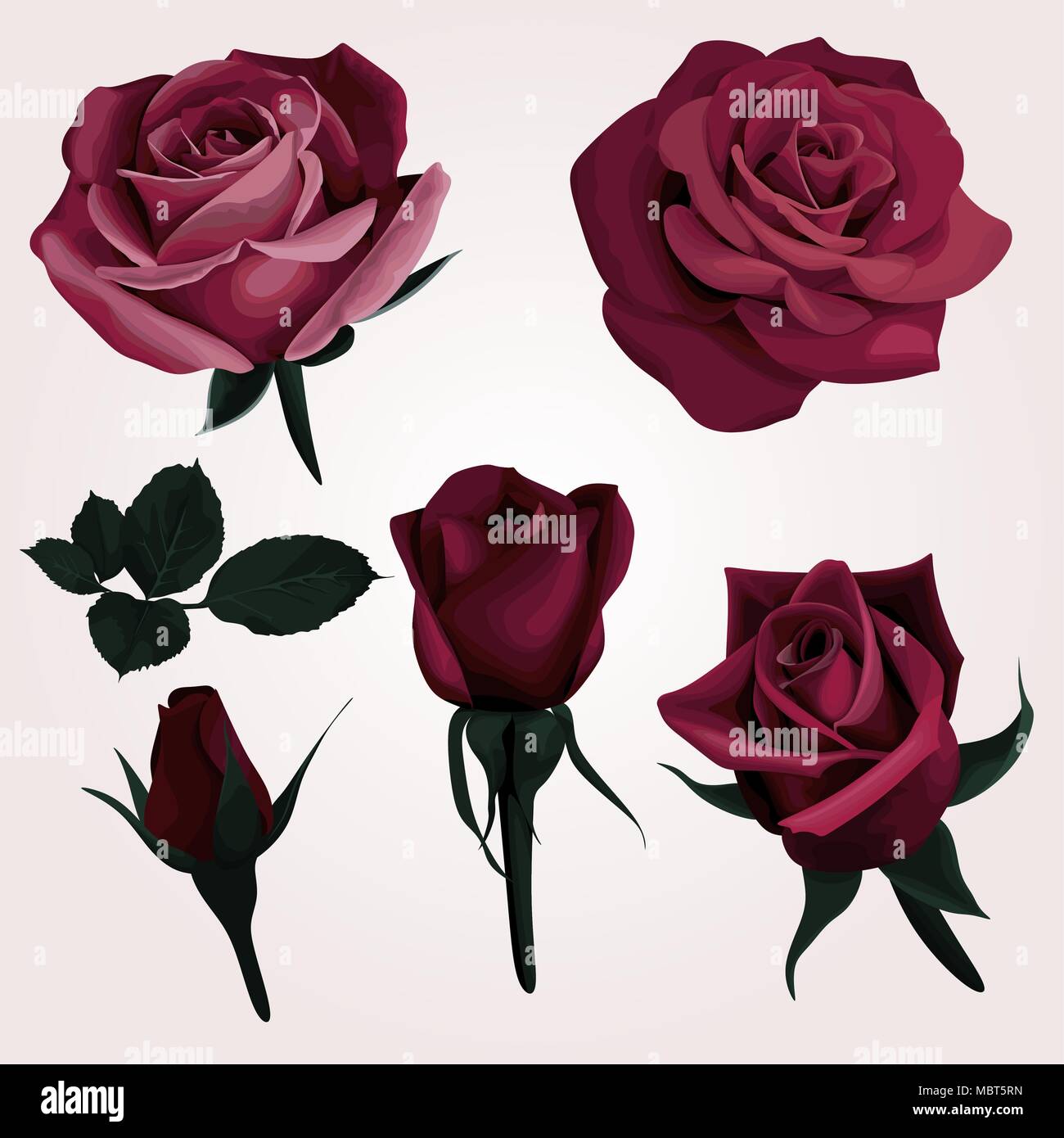 Rojo profundo rosas realistas imágenes prediseñadas vectoriales set de 6  Marsala imagen Flor Imagen Vector de stock - Alamy