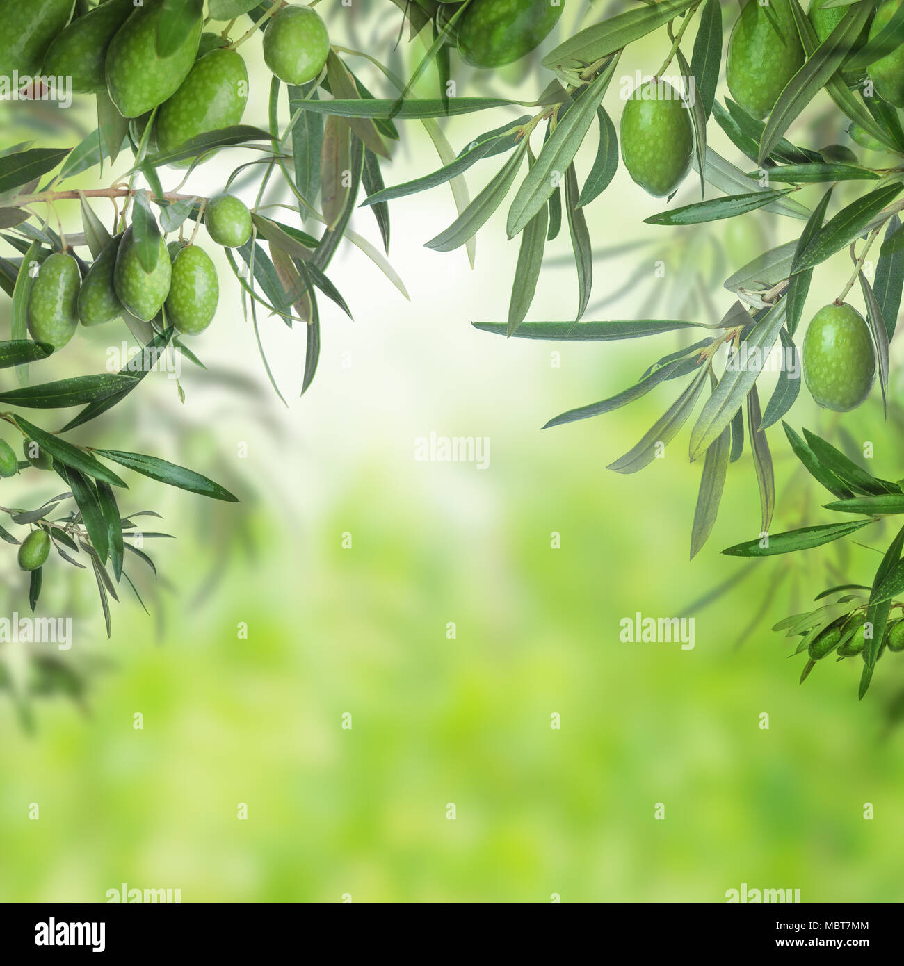 Blurred olive background fotografías e imágenes de alta resolución - Alamy