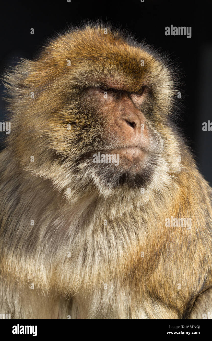 Tailless Macaco de Berbería. Gibraltar (Reino Unido), Upper Rock Reserva Natural. Foto de stock