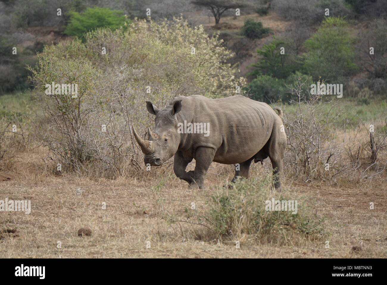 Rhino, Hluhluwe Game Reserve Foto de stock