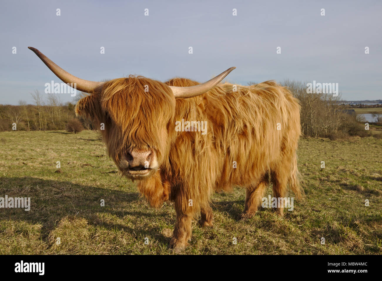 Highland cow (gran ángulo vertical) Foto de stock