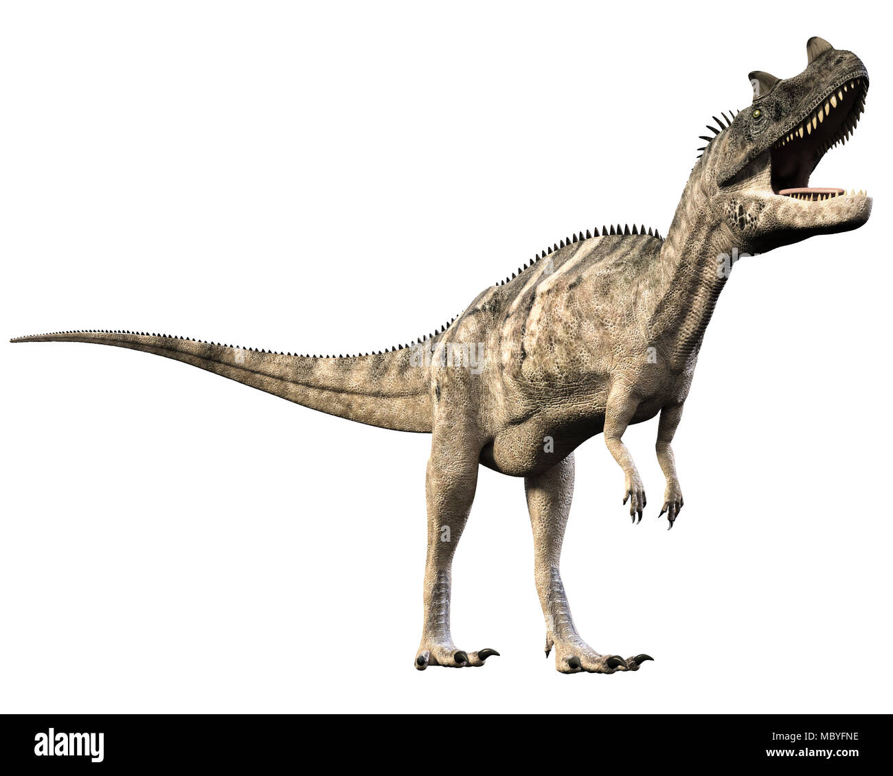 Cerataurus mucho como un dinosaurio Tyrannosaurus rex. Los consumidores de carne bípedo. Foto de stock