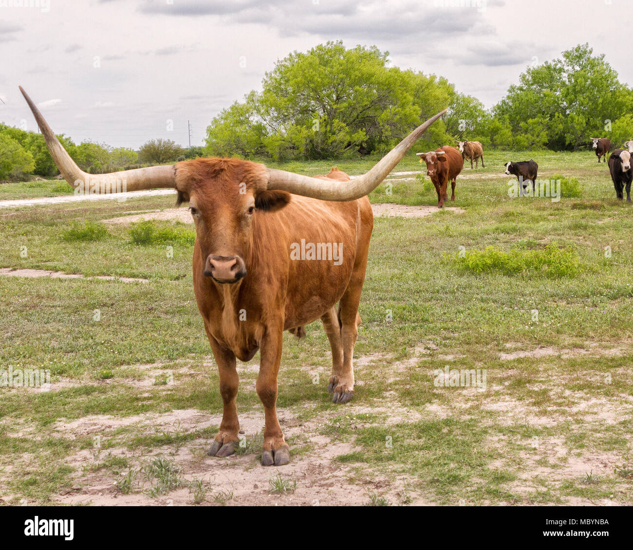 Texas Longhorn icónico bovino (Bos taurus) en un rancho en el sur de Texas central. Foto de stock
