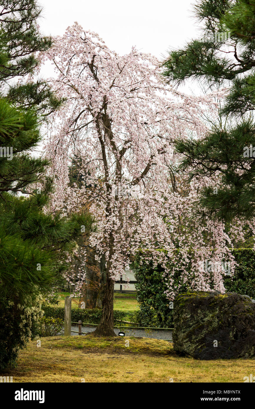 Blanco sakura Hanami, cerezos en primavera en el Castillo de Nijo-jo, Kyoto, Japón Foto de stock
