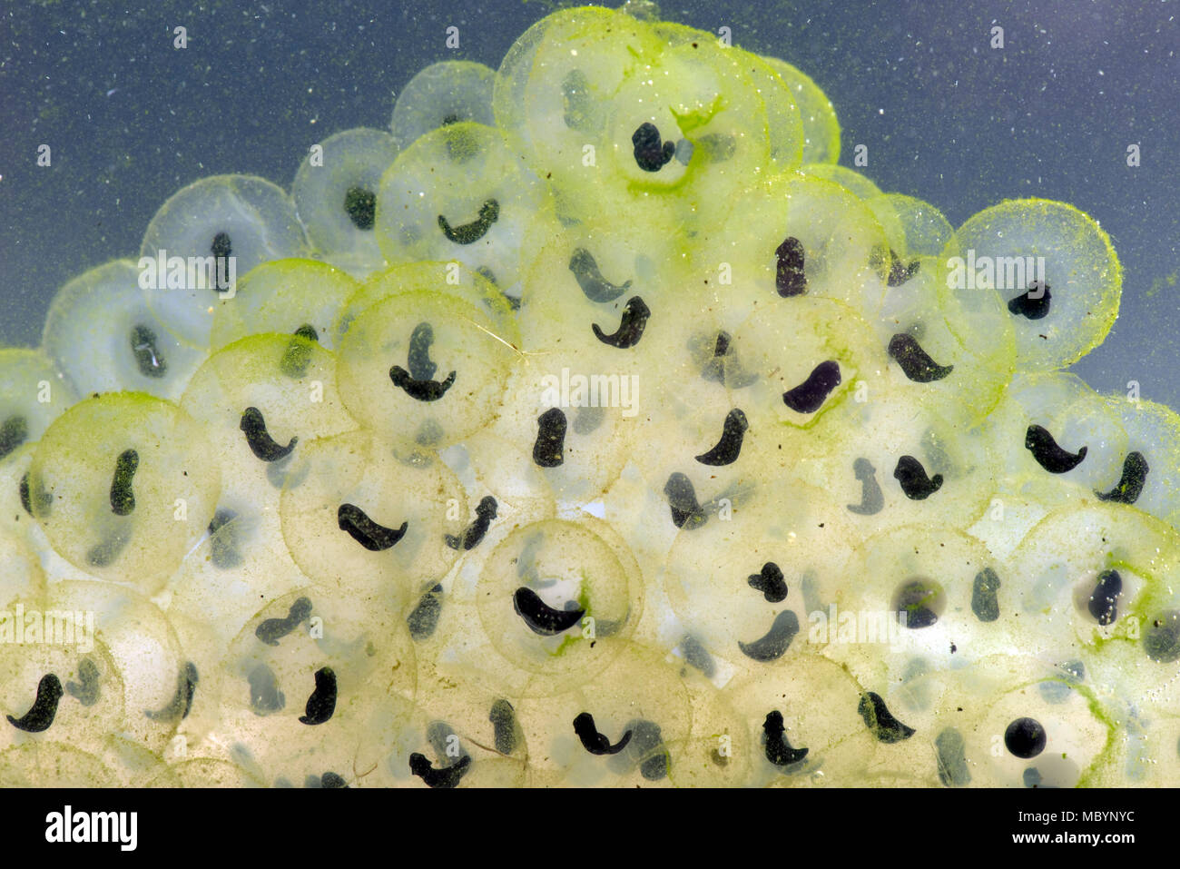 Rana común europeo, Rana temporaria, frogspawn con desarrollo de renacuajos la forma de una "coma", abril Foto de stock