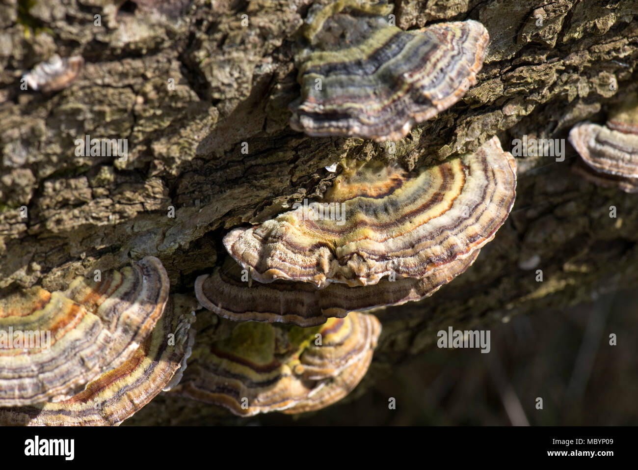 Anillos concéntricos de color en las tapas traseras de Turquía, Trametes versicolor, el hongo de la madera muerta, Berkshire, Abril Foto de stock