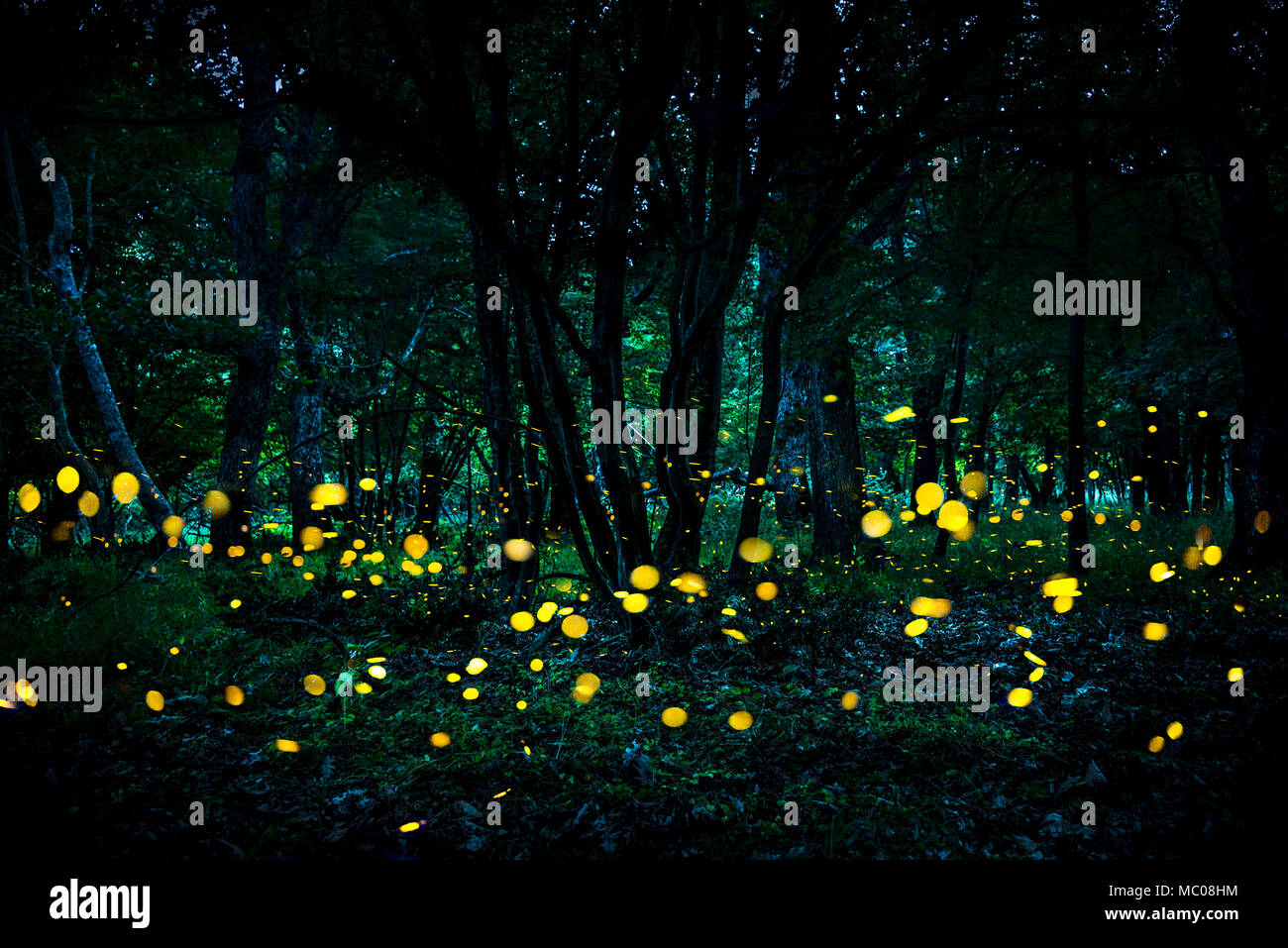 Luciernagas fotografías e imágenes de alta resolución - Alamy