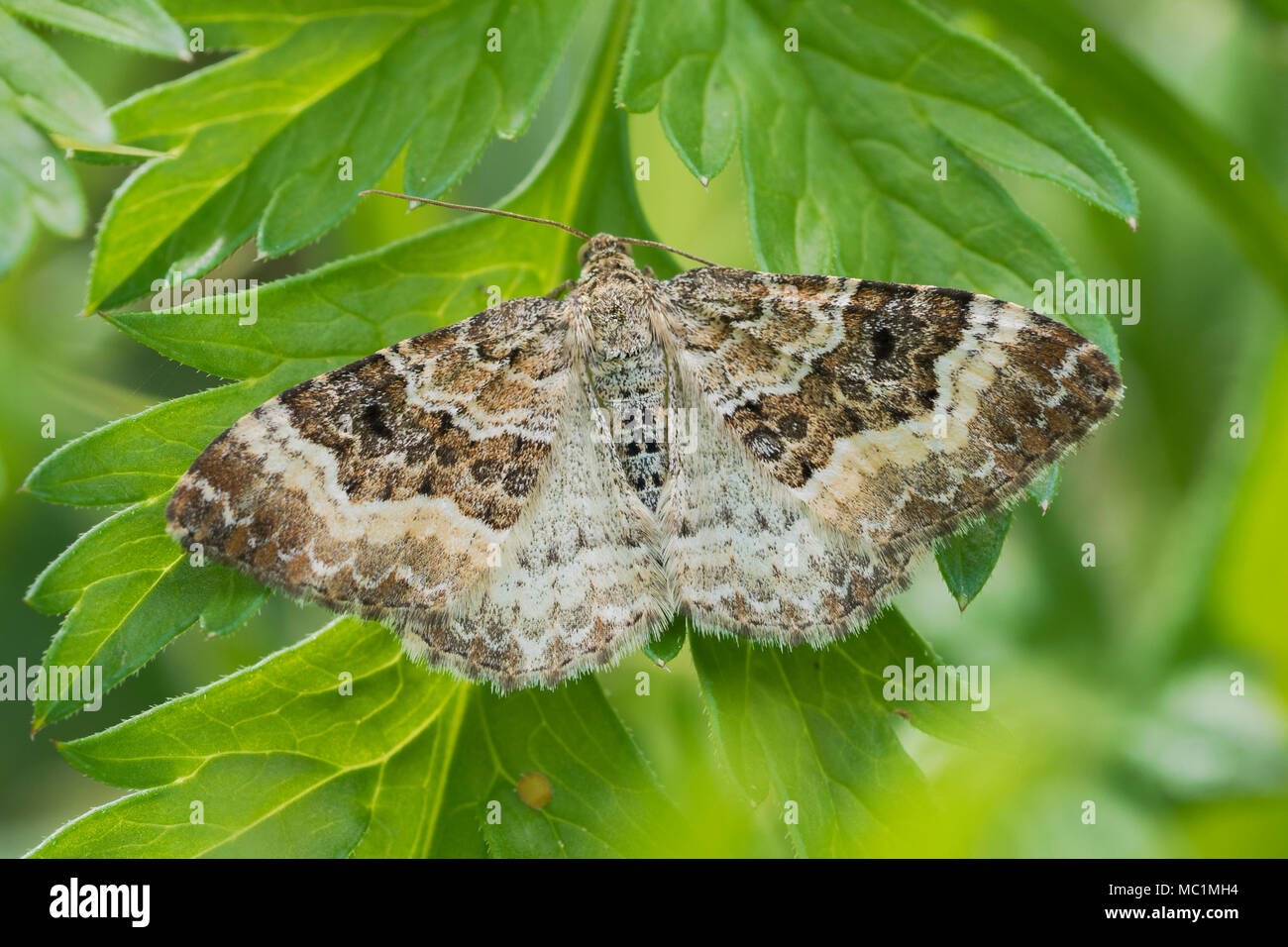 Alfombra común (polilla Epirrhoe alternata) con las alas abiertas encaramado sobre la planta. Tipperary, Irlanda Foto de stock