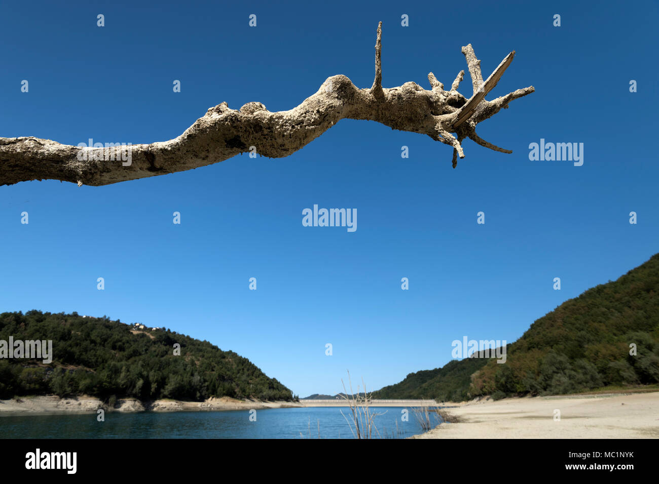 El lago de rama de árbol Foto de stock