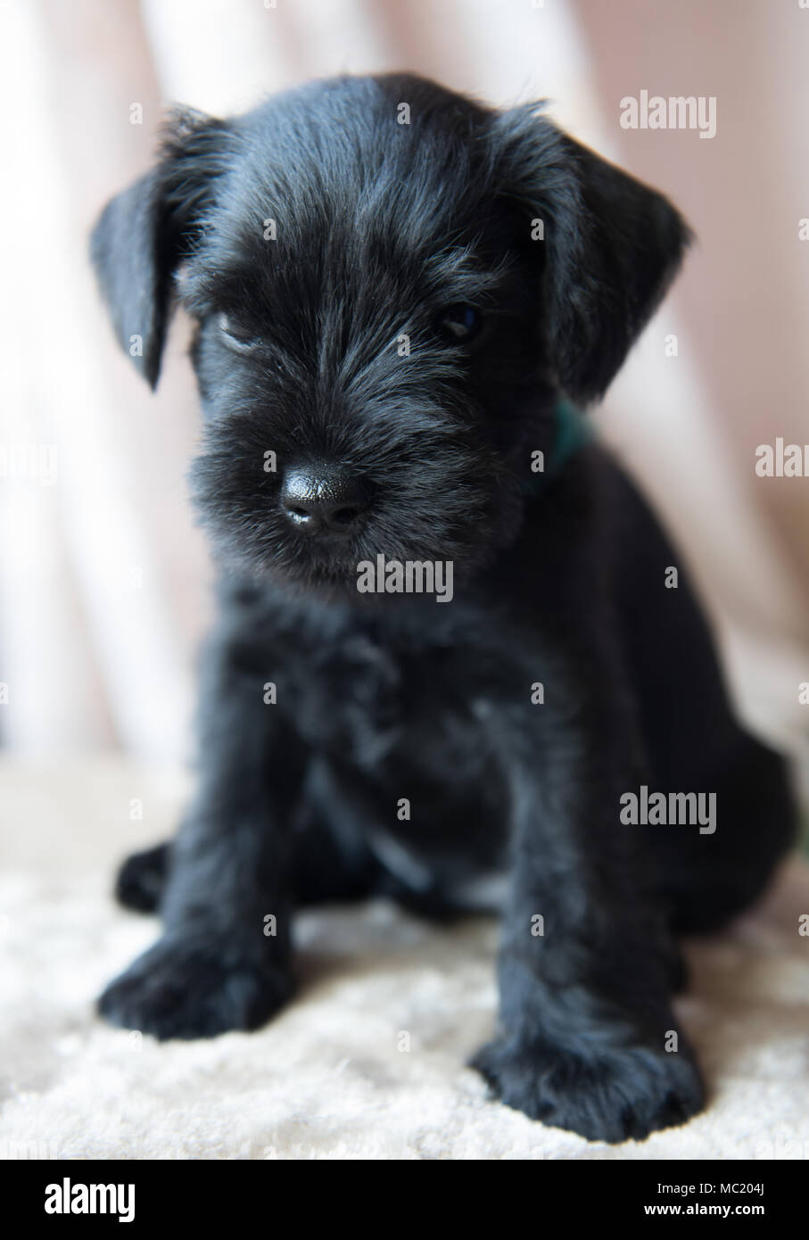 Schnauzer miniatura cachorro Foto de stock