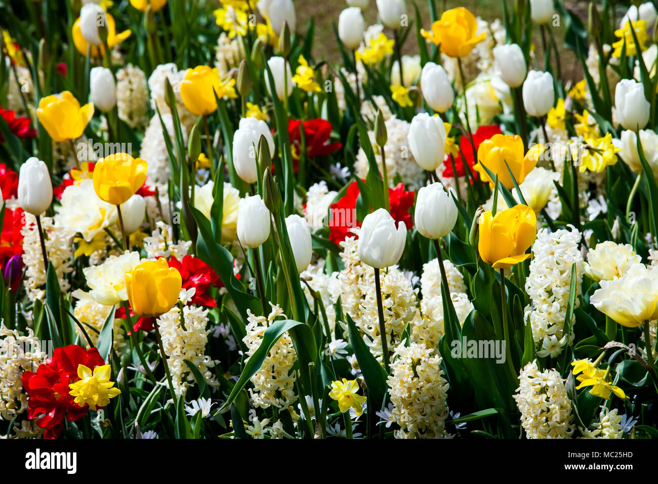 Campo de flores coloridas Fotografía de stock - Alamy