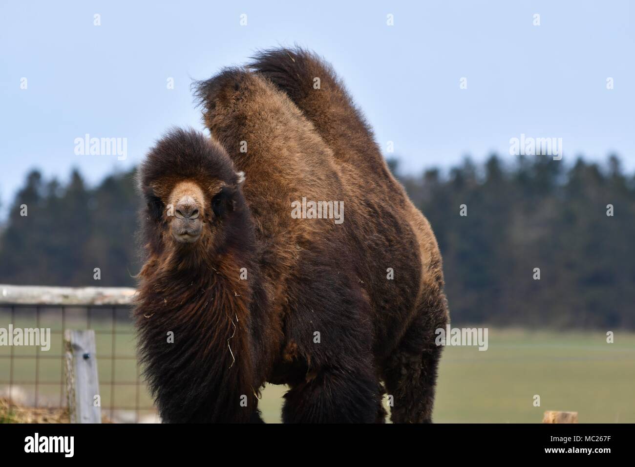 Cerrar retrato del camello bactriano, aislado, fuerte macho muy típico. Foto de stock