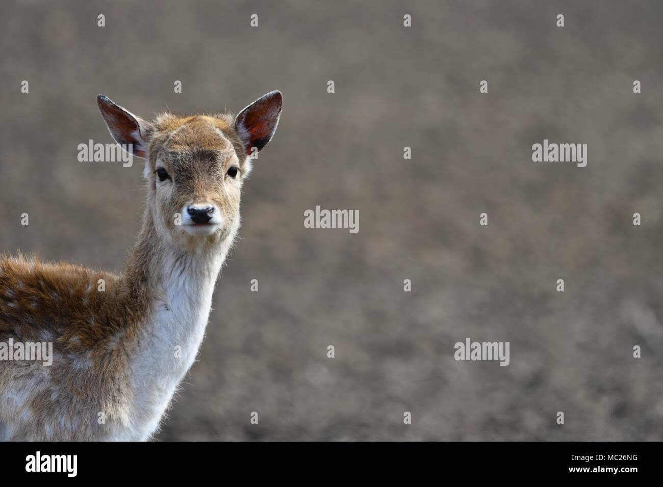 El gamo (Dama dama) es un mamífero rumiante que pertenece a la familia Cervidae. Esta especie es nativa de Europa Foto de stock