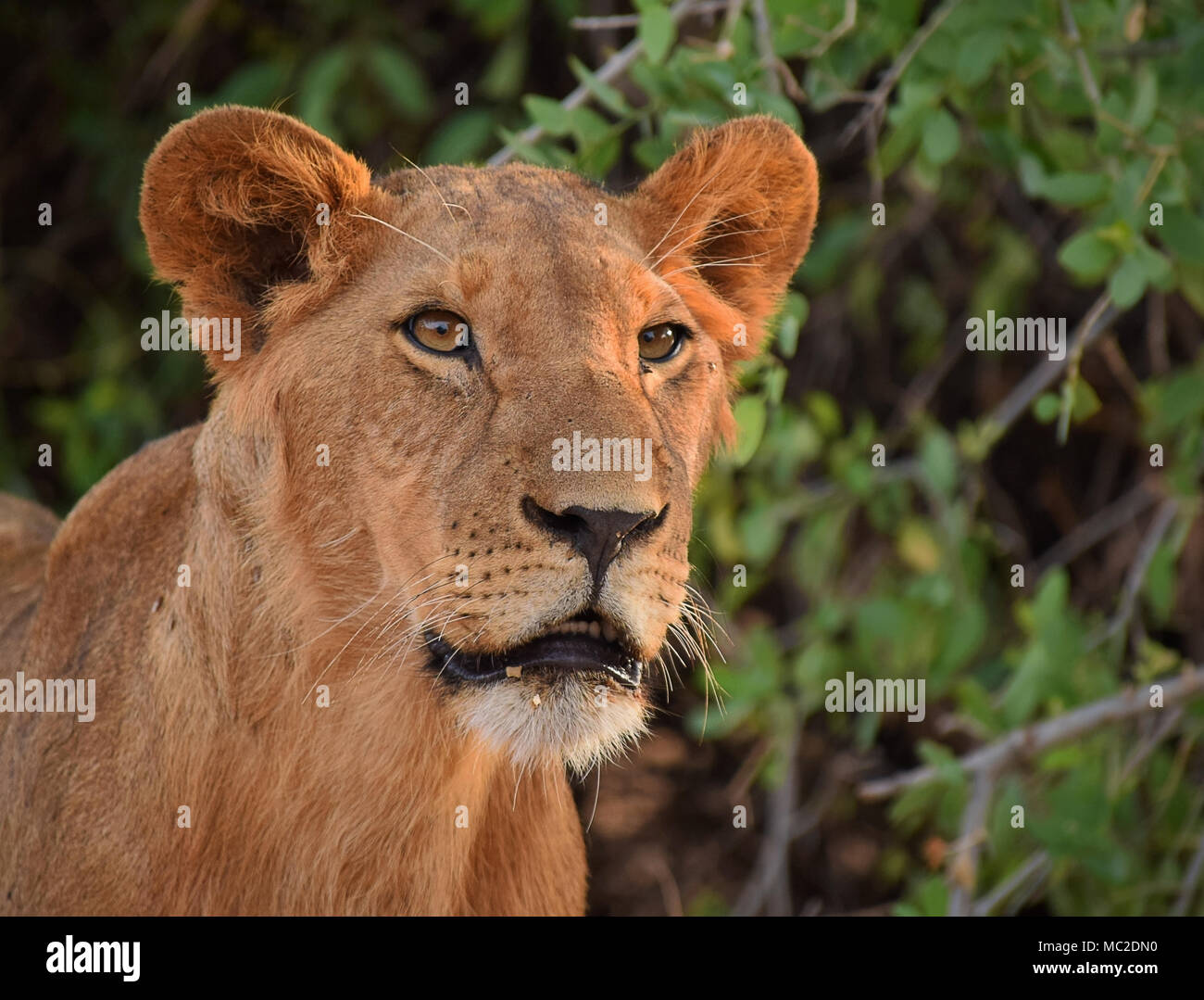 Retrato de león joven, Reserva Nacional Samburu, Kenia Foto de stock
