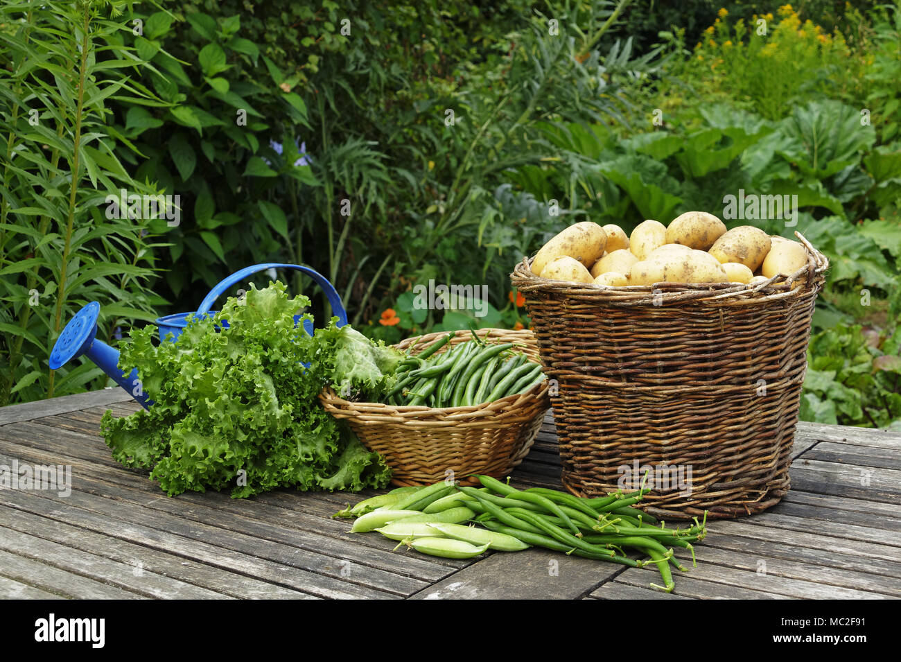 Cosecha, verduras del jardín: lechuga, guisantes, judías verdes, patatas (Suzanne la huerta; Le Pas; Mayenne, País del Loira, Francia). Foto de stock