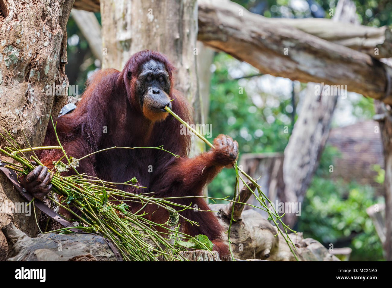Los orangutanes son exclusivamente las dos especies asiáticas de grandes simios existentes Foto de stock