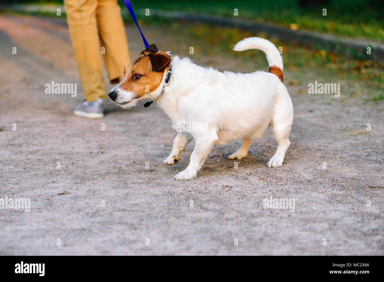 La zaga del perro se rehusa a caminar y arrastra de correa en sentido  contrario Fotografía de stock - Alamy