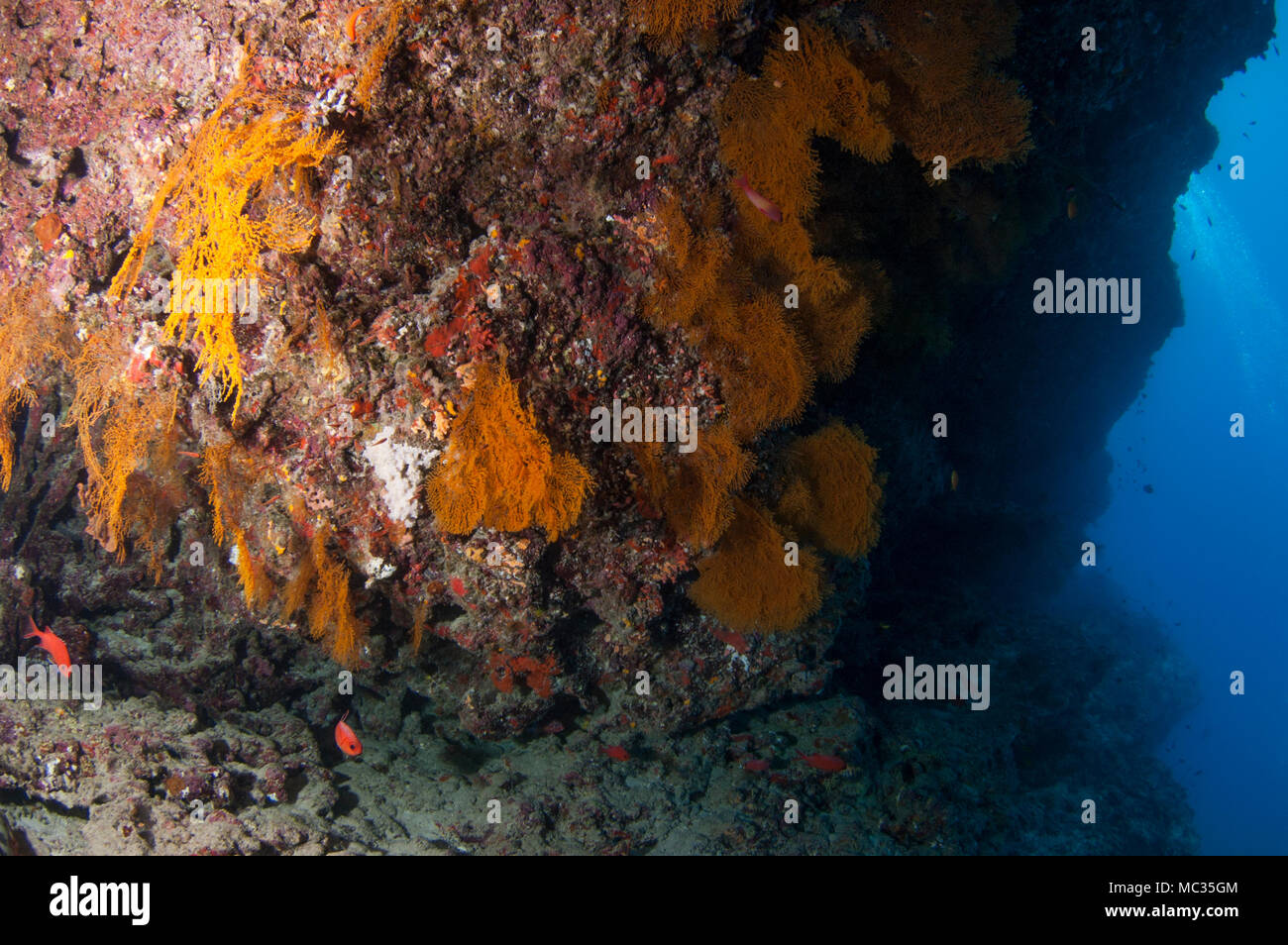 Hermosa reefscapes subacuático Foto de stock