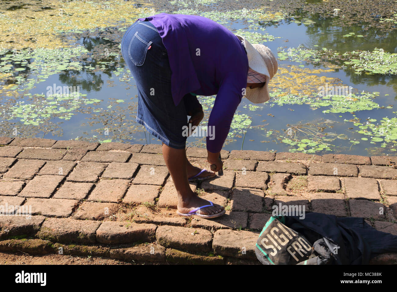 Sigiriya al norte y centro de la Provincia de Sri Lanka Jardines Acuáticos Trabajadora desmalezado Foto de stock