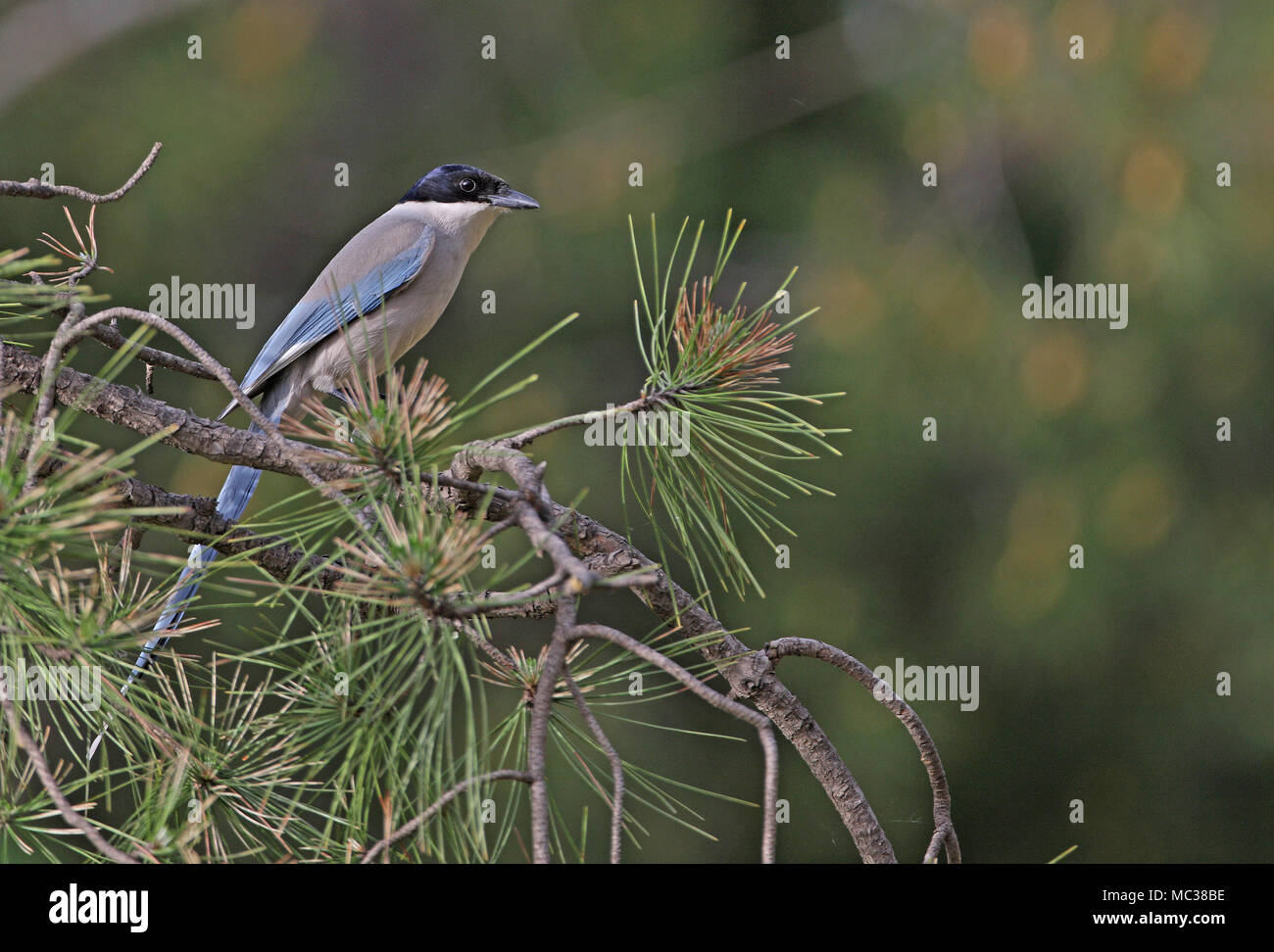 Azure asiático-winged Urraca (Cyanopica cyanus) adulto posado en pino Beijing, China Foto de stock