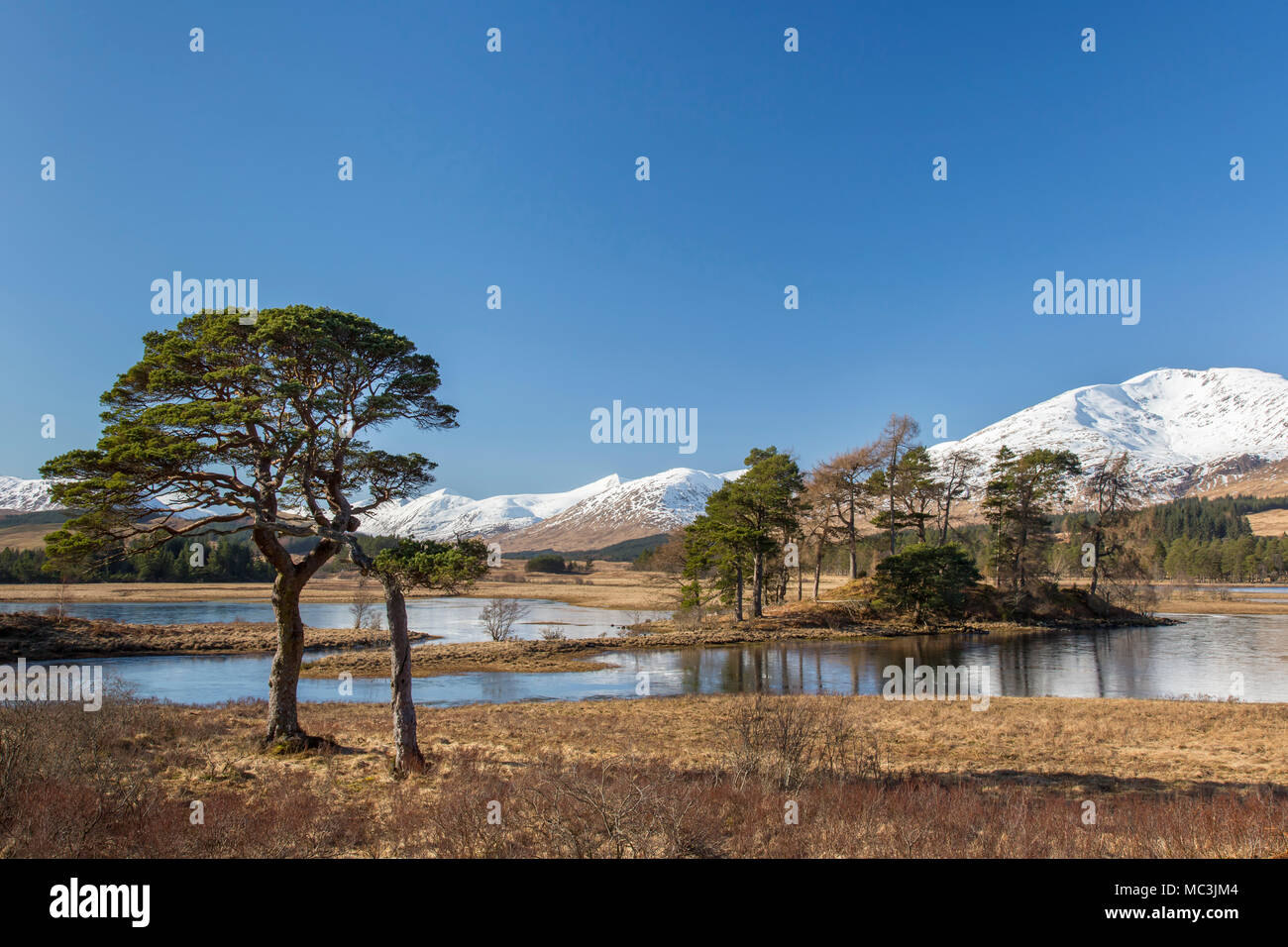 Pino silvestre (Pinus sylvestris) a lo largo de Loch Tulla en las Highlands escocesas en invierno, Argyll and Bute, en Escocia, Reino Unido Foto de stock