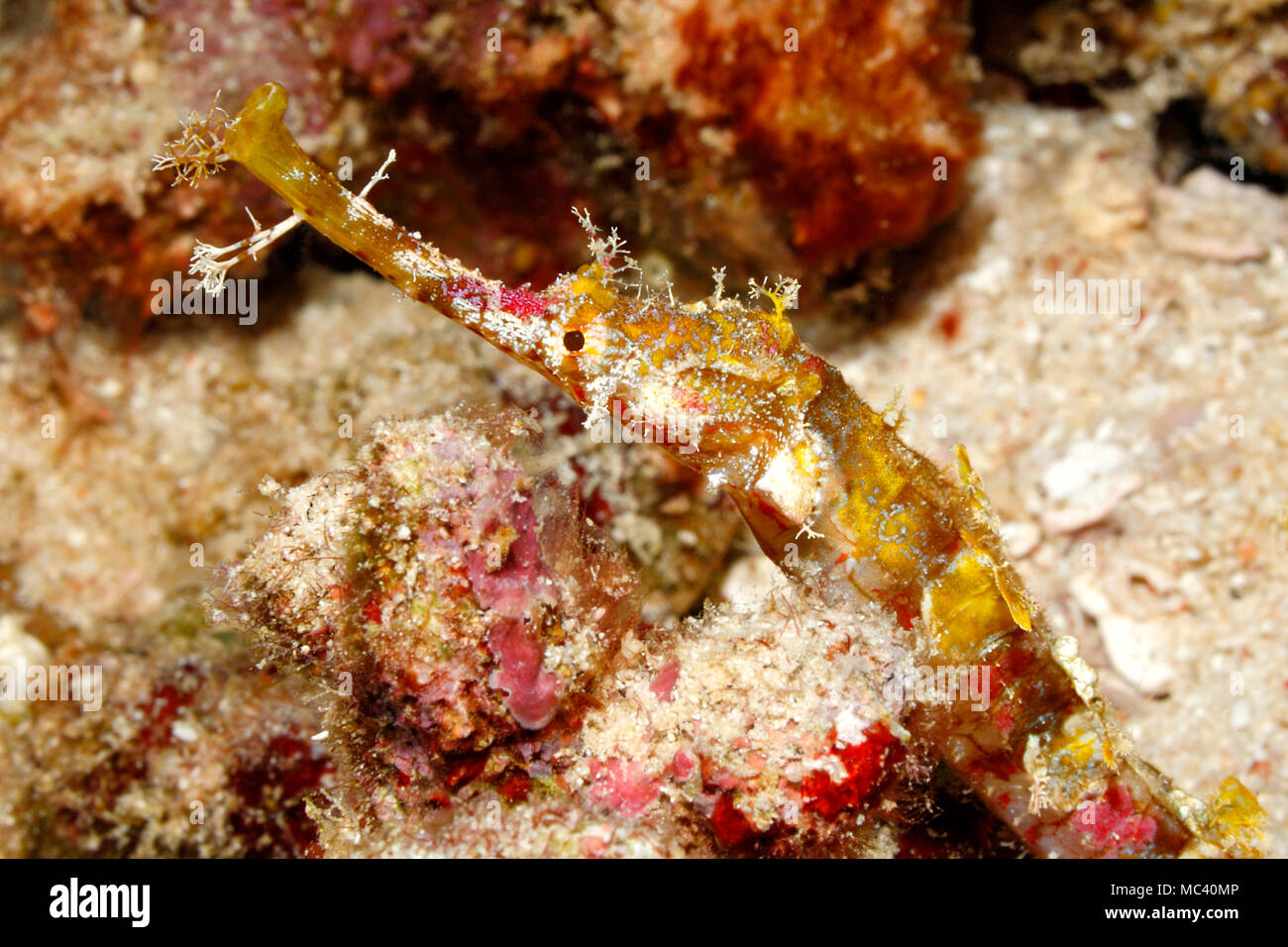 Agujas de mar alado, Halicampus macrorhynchus. También conocidos como agujas de mar Whiskered ornamentados y agujas de mar. Cerca de la cara y la boca. Foto de stock